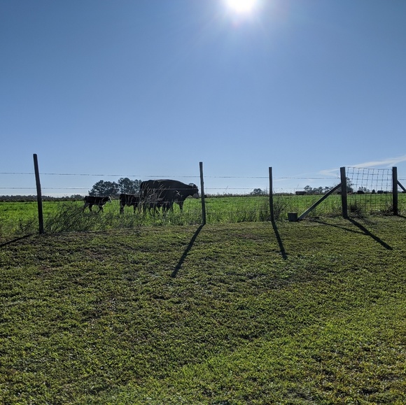 Meet your Posher, Grace - Picture 1 of 1